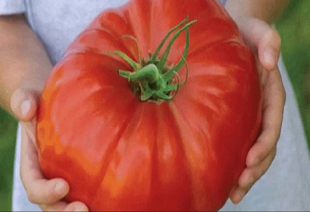 Полейте доматите само веднъж с този разтвор и ще ги берете в кофи -